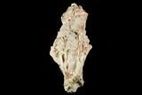 Fossil Oreodont (Merycoidodon) Skull - Wyoming #174375-2
